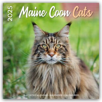 Maine Coon Cats - Main Coon Katzen 2025 - 18-Monatskalender