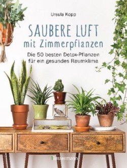 Saubere Luft mit Zimmerpflanzen