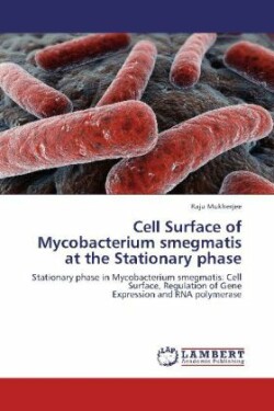 Cell Surface of Mycobacterium Smegmatis at the Stationary Phase