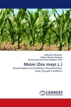 Maize (Zea mays L.)