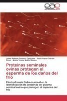 Proteínas seminales ovinas protegen el esperma de los daños del frío