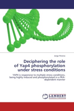 Deciphering the role of Yap4 phosphorylation under stress conditions