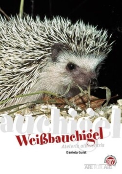 Weißbauchigel