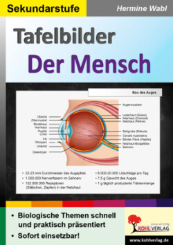 Lernmodul 1: Der Mensch / Tafelbilder