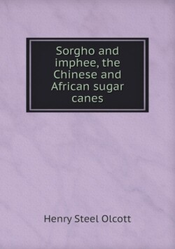 Sorgho and imphee, the Chinese and African sugar canes