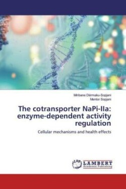 The cotransporter NaPi-IIa: enzyme-dependent activity regulation