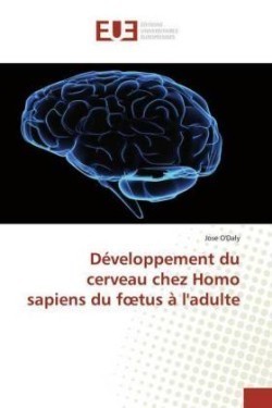 Développement du cerveau chez Homo sapiens du foetus à l'adulte