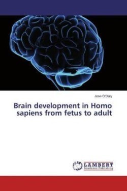 Brain development in Homo sapiens from fetus to adult