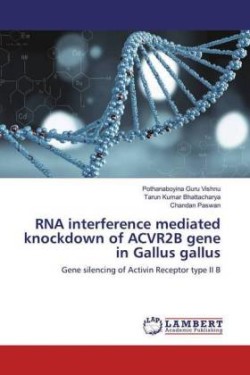 RNA interference mediated knockdown of ACVR2B gene in Gallus gallus