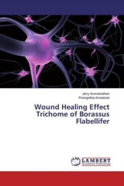 Wound Healing Effect Trichome of Borassus Flabellifer