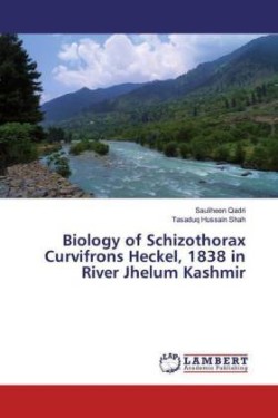 Biology of Schizothorax Curvifrons Heckel, 1838 in River Jhelum Kashmir