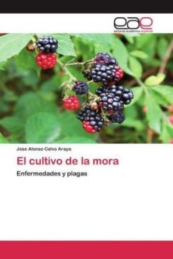 cultivo de la mora