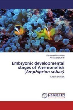 Embryonic developmental stages of Anemonefish (Amphiprion sebae)