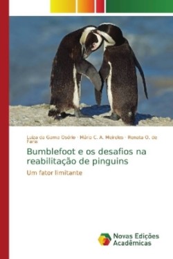 Bumblefoot e os desafios na reabilitação de pinguins