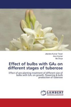 Effect of bulbs with GA₃ on different stages of tuberose