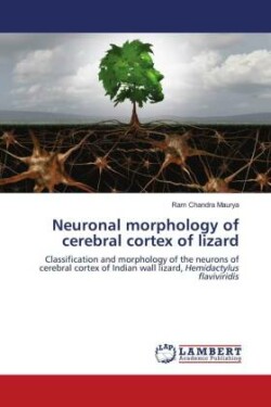 Neuronal morphology of cerebral cortex of lizard