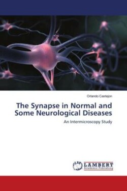 The Synapse in Normal and Some Neurological Diseases