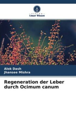 Regeneration der Leber durch Ocimum canum