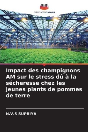 Impact des champignons AM sur le stress dû à la sécheresse chez les jeunes plants de pommes de terre