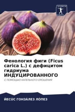 Fenologiq figi (Ficus carica L.) s deficitom gidriuma INDUCIROVANNOGO