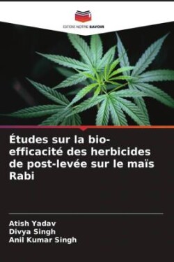 Études sur la bio-efficacité des herbicides de post-levée sur le maïs Rabi