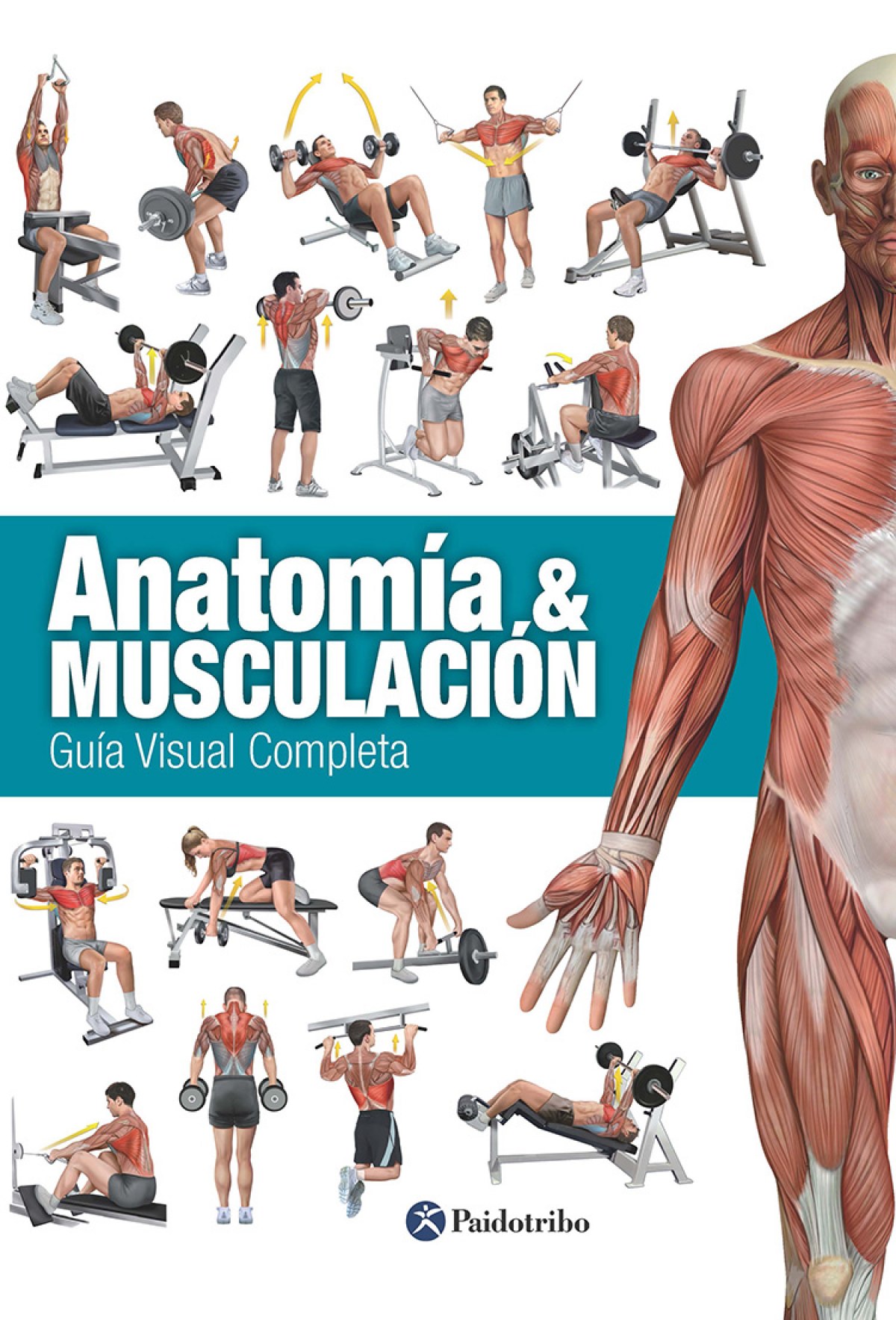 Anatomía &amp; musculación