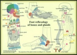 Foot Reflexology of Bones & Glands -- A4