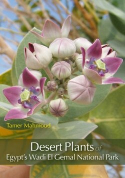 Desert Plants of Egypt’s Wadi El Gemal National Park