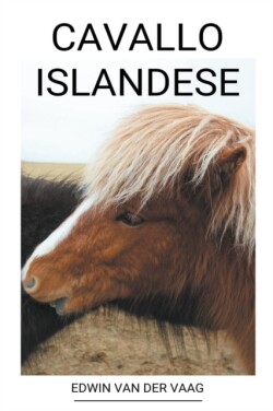 Cavallo Islandese