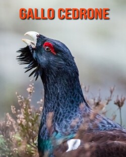 Gallo cedrone