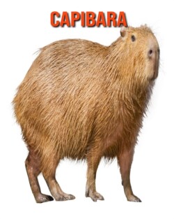 Capibara