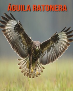 Aguila ratonera