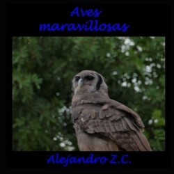 Aves Maravillosas