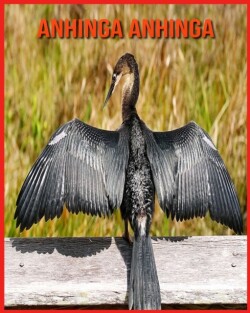 Anhinga anhinga