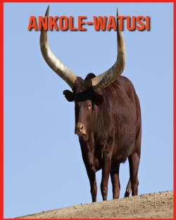 Ankole-Watusi