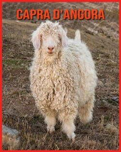 Capra d'Angora