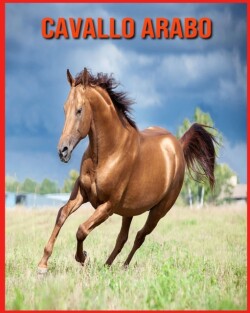 Cavallo Arabo