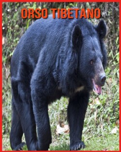 Orso Tibetano