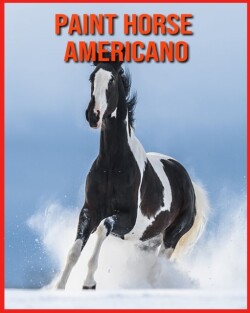 Paint Horse Americano