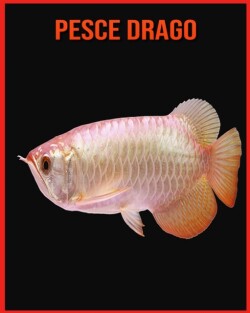 Pesce Drago