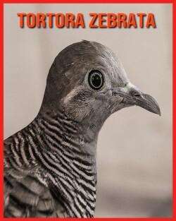 Tortora Zebrata