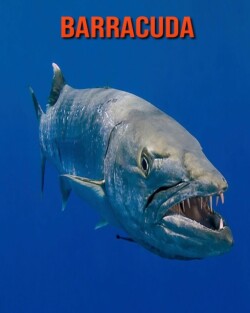 Barracuda