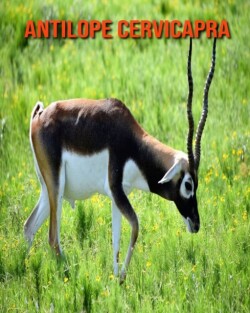 Antilope cervicapra