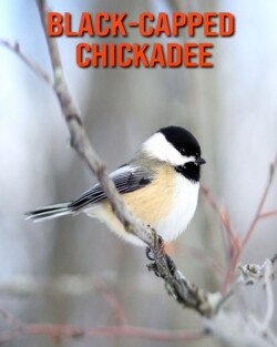 Black-Capped Chickadee