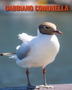 Gabbiano comunella