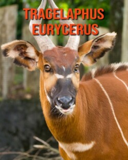 Tragelaphus eurycerus